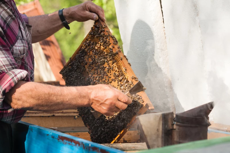 La miel y la apicultura protagonistas del Día Mundial de las Abejas en Colmenar