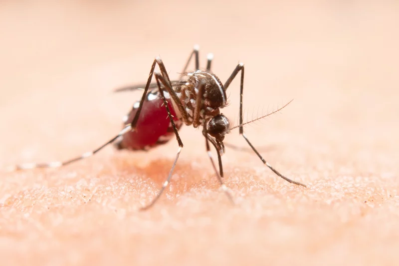 Salud activa las medidas de prevención frente al mosquito del Nilo