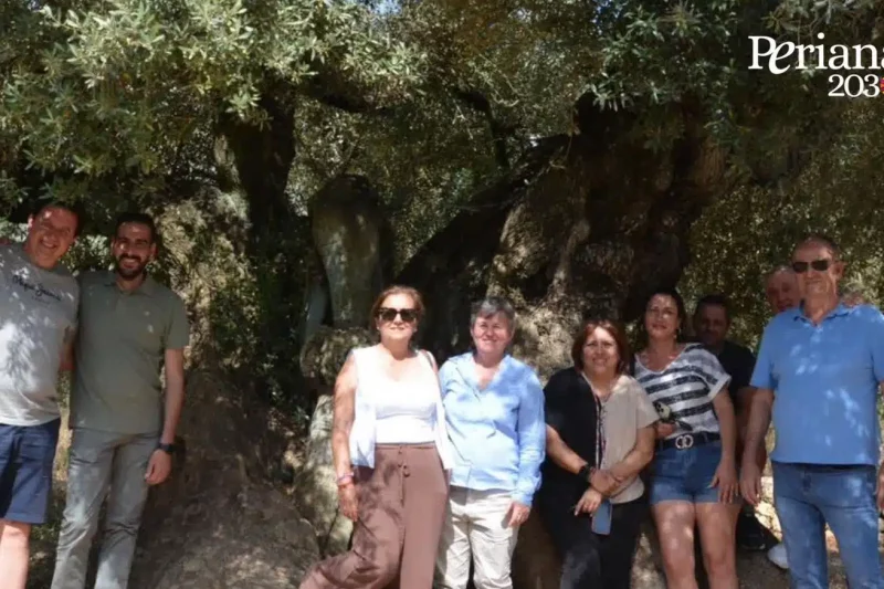 Periana avanza hacia el reconocimiento de sus olivos centenarios como Patrimonio Agrícola Mundial