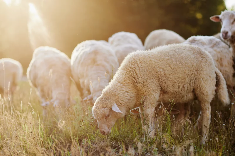 La Junta activa ayudas directas para viñedo, olivar y ganadería afectada por plagas y enfermedades en 2025