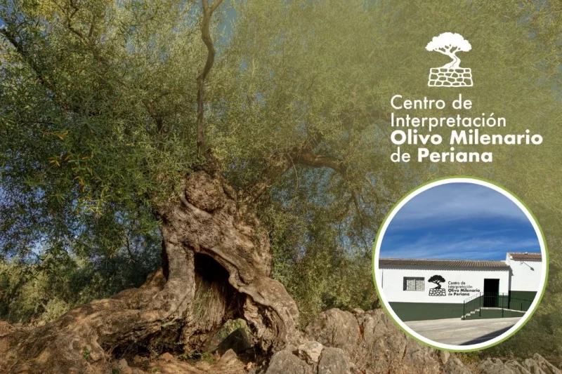 Periana inaugura su Centro de Interpretación del Olivo Milenario en el marco del Encuentro Internacional ALMA 2030